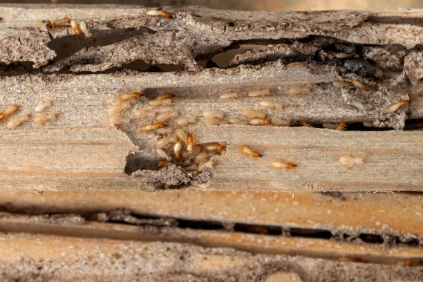 Best Ant Control Services  in Mentone, IN